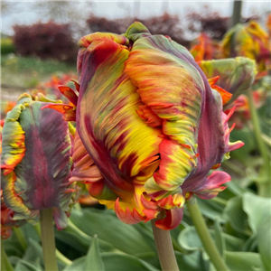 Tulip 'Rasta Parrot'